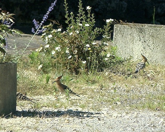 hoopoe